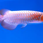 20 most expensive pet fish in the world