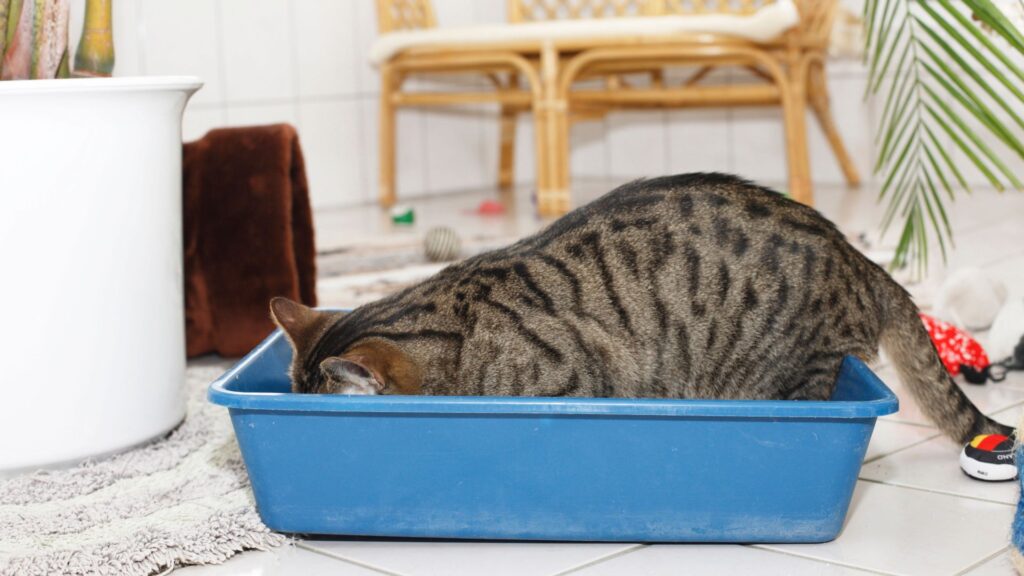 Why is my cat eating litter? 6 reasons, explained by a vet