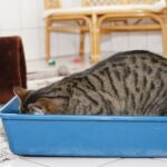 Why is my cat eating litter? 6 reasons, explained by a vet