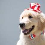The Ultimate Pet Fireworks Safety Guide