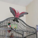 Flight Training CLIPPED Birds: IT CAN BE DONE!