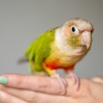10 Things to Never Do With Your Bird