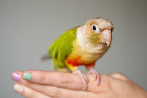10 Things to Never Do With Your Bird