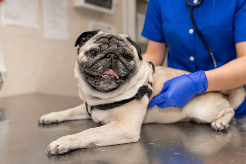 Every 30 extra minutes under anesthesia raises complication risk in brachycephalic patients, underscoring the importance of peri-anesthetic management
