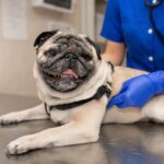 Every 30 extra minutes under anesthesia raises complication risk in brachycephalic patients, underscoring the importance of peri-anesthetic management