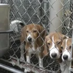 1,500 Beagles Set to Leave Ridglan Farms for Good After Historic Rescue Deal