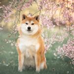 20 Asian dog breeds (with images and info)