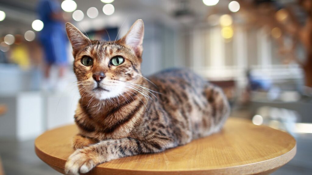 Ocicat: Breed profile and information