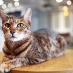 Ocicat: Breed profile and information