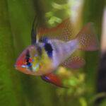 German Blue Ram | Care, breeding, behaviour, tank mates