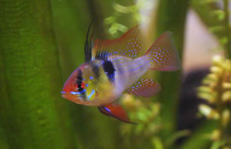 German Blue Ram | Care, breeding, behaviour, tank mates