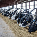 ‘Hidden’ Parasitic Infections in Dairy Cattle Cost the Industry Billions Every Year