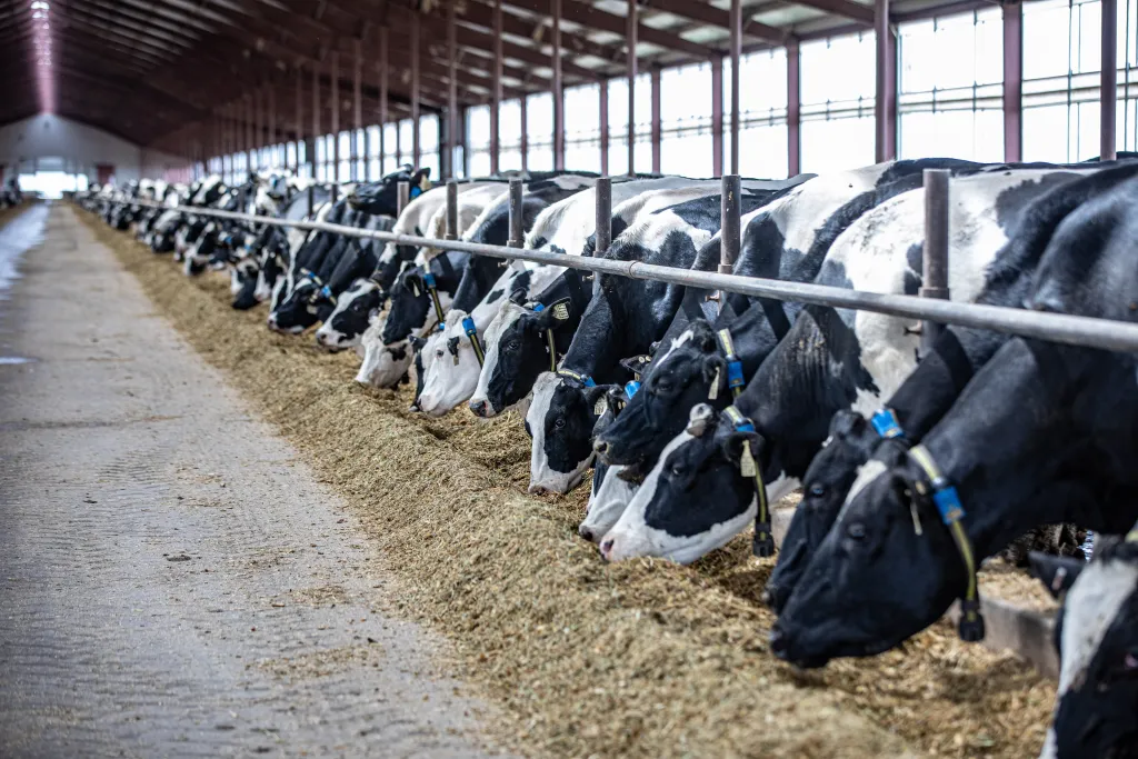 ‘Hidden’ Parasitic Infections in Dairy Cattle Cost the Industry Billions Every Year