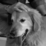 How Dogs Help Us Feel Safe in a World That Doesn’t