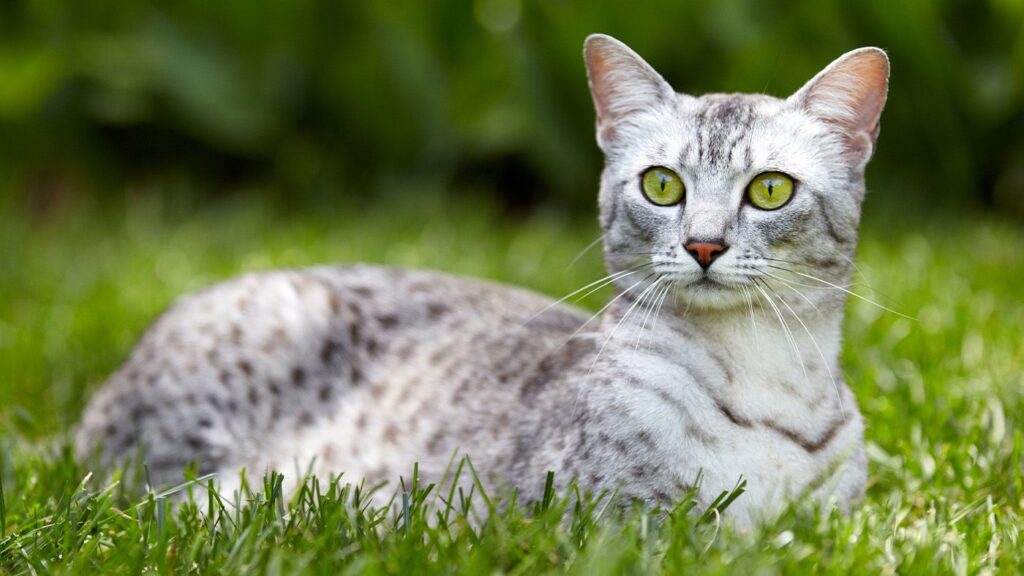 Egyptian Mau cat: Breed profile and information