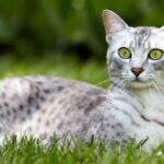 Egyptian Mau cat: Breed profile and information