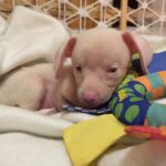 I Never Planned to Keep Piglet, the Deaf Blind Pink Puppy — Dogster