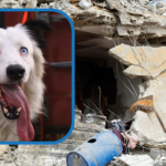 From Rescue to Rescuer: How an Abandoned Border Collie Became Venezuela’s Earthquake Hero — Dogster