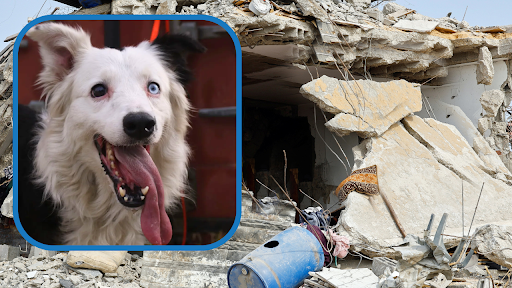 From Rescue to Rescuer: How an Abandoned Border Collie Became Venezuela’s Earthquake Hero — Dogster
