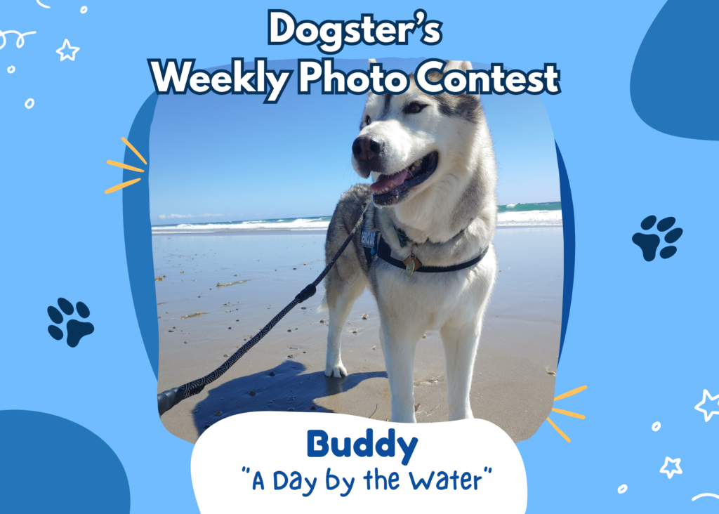 Dogster’s Weekly Photo Contest Winners: A Day by the Water (July 20, 2026) — Dogster