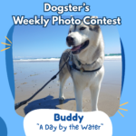 Dogster’s Weekly Photo Contest Winners: A Day by the Water (July 20, 2026) — Dogster
