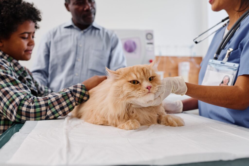 Q&A: SGLT2 inhibitors in feline diabetes and what to know about blood ketones, DKA, diet, and monitoring