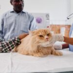 Q&A: SGLT2 inhibitors in feline diabetes and what to know about blood ketones, DKA, diet, and monitoring