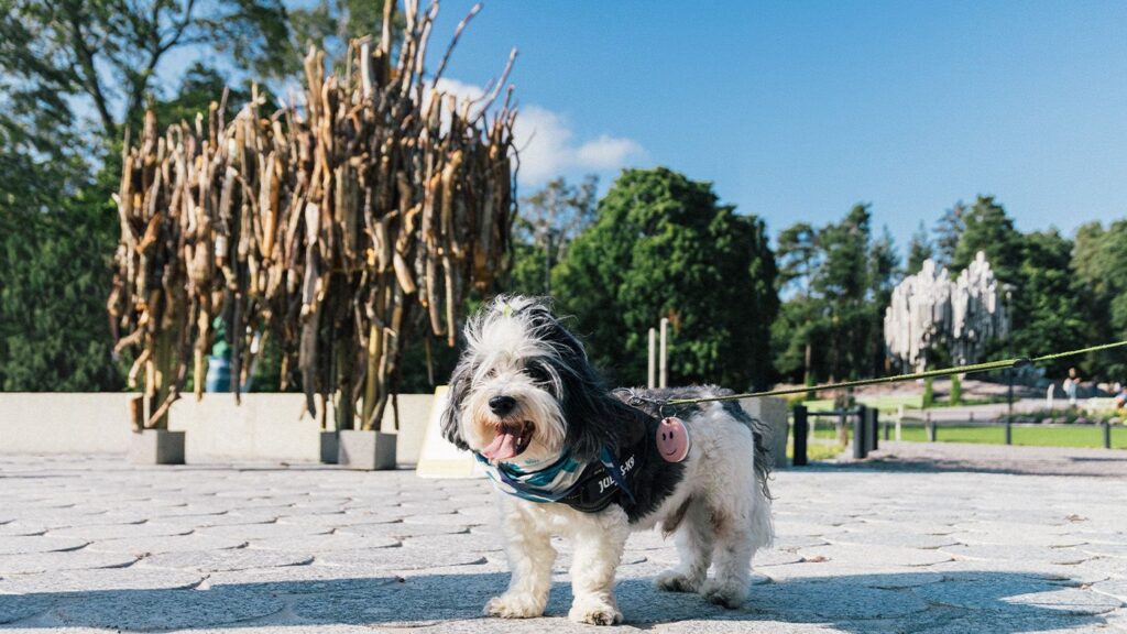 First-ever sightseeing tour for dogs launches in Finland – complete with a trip to dog-friendly island