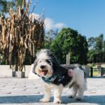 First-ever sightseeing tour for dogs launches in Finland – complete with a trip to dog-friendly island