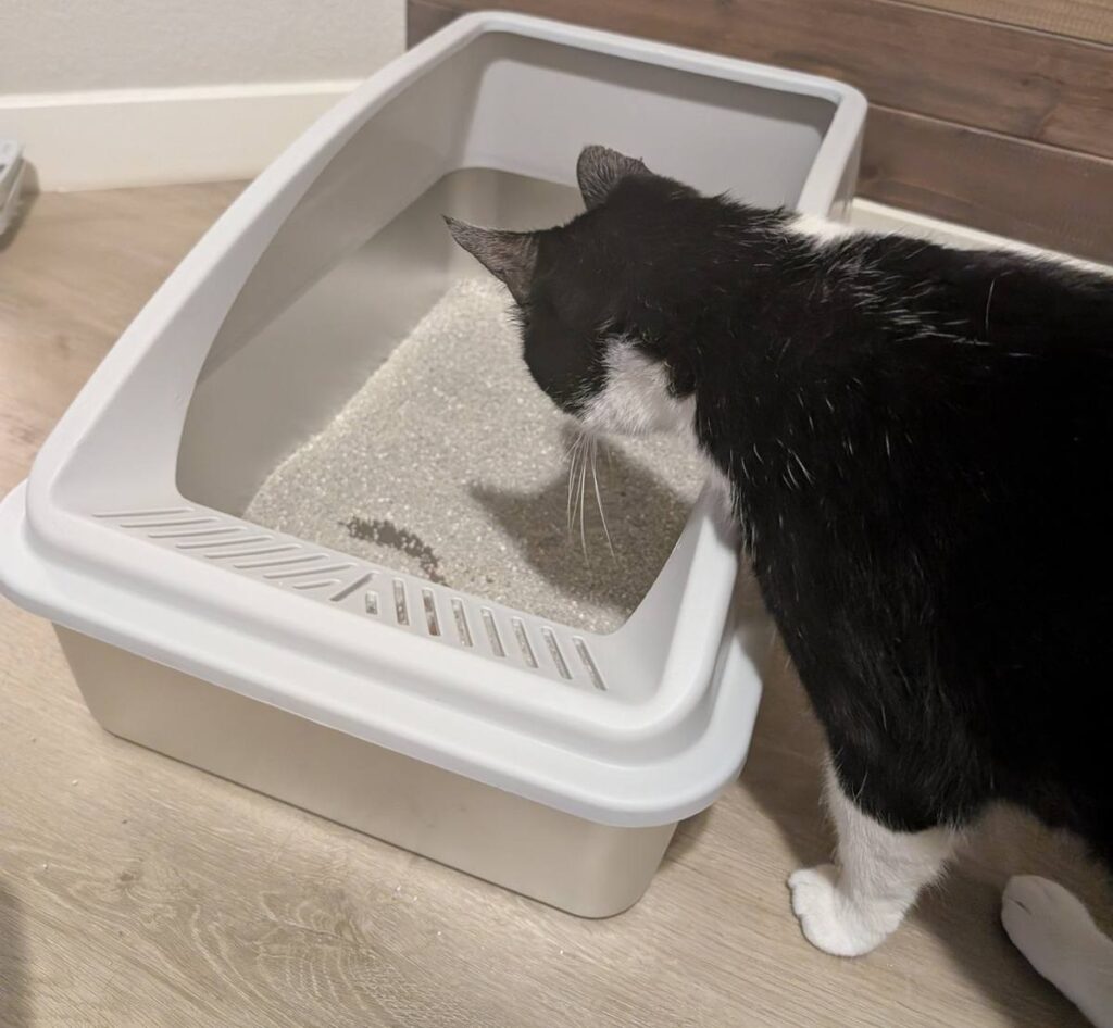 AIPERRO XL Stainless Steel Litter Box Review: Is It Worth Buying?