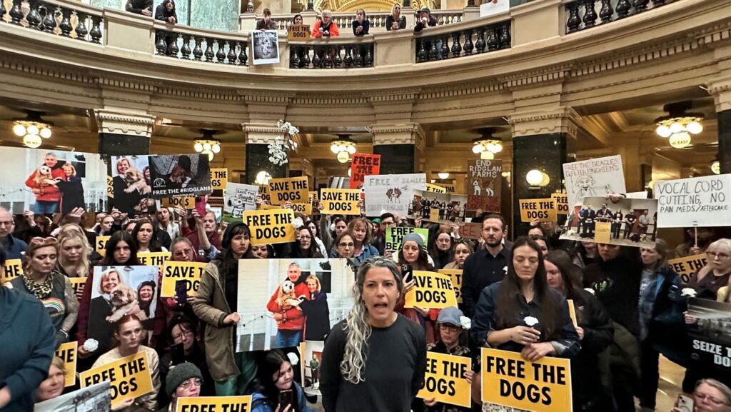 Free the Dogs: Hundreds of Protesters Storm Wisconsin Capitol Demanding Release of 2,000 Beagles From Research Facility |