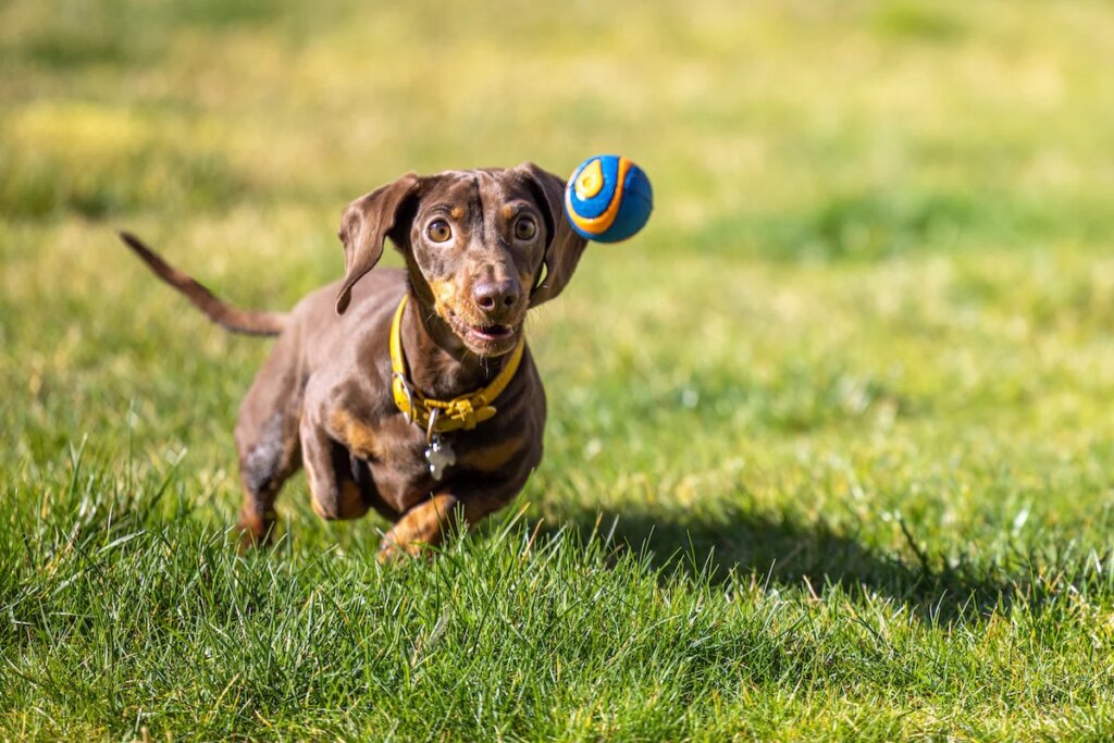 How to Choose the Best Dog Food for Gut Health