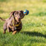 How to Choose the Best Dog Food for Gut Health