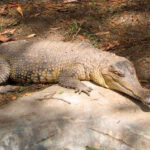Two species of African Slender-Snouted Crocodile – Mecistops cataphractus
