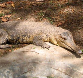Two species of African Slender-Snouted Crocodile – Mecistops cataphractus