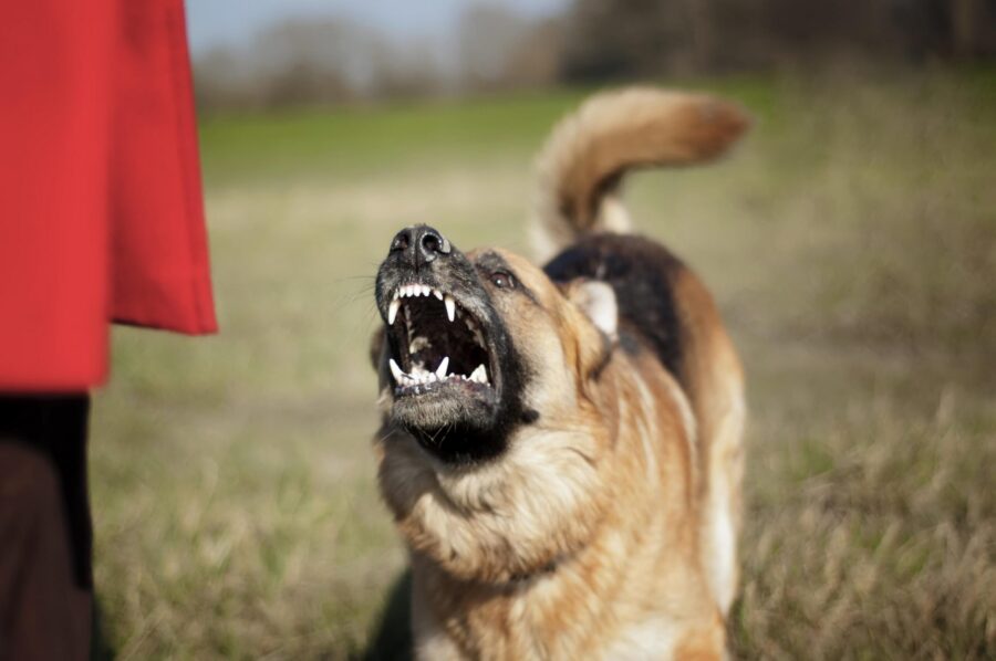 A Reactive Dog Isn’t a Bad Dog. Here’s What Their Behavior Really Means.