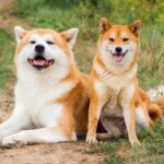 22 Independent Dog Breeds Who Prefer Doing Things Their Own Way