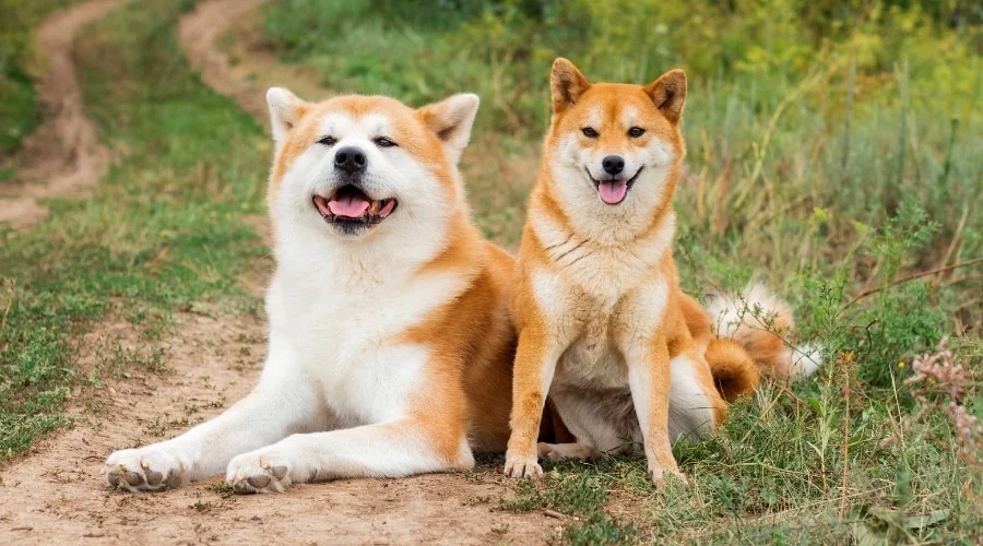22 Independent Dog Breeds Who Prefer Doing Things Their Own Way