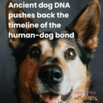 Ancient DNA places dogs in human societies earlier than expected