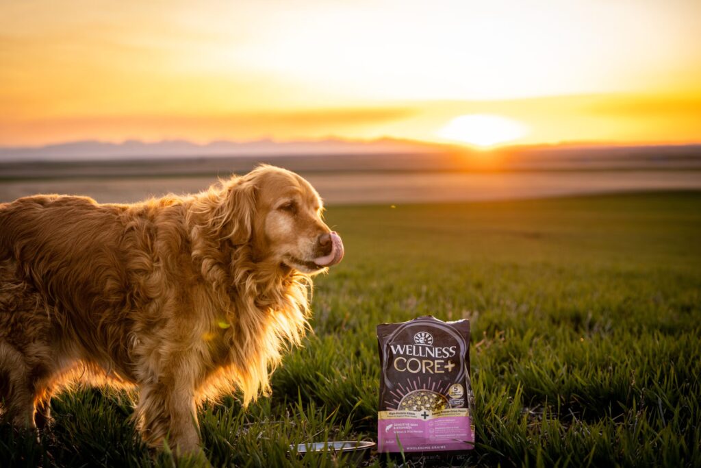How Omega-Rich Diets Protect Your Dog’s Skin Health