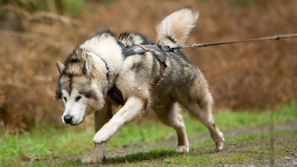 9 strongest dog breeds in the world