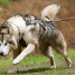 9 strongest dog breeds in the world
