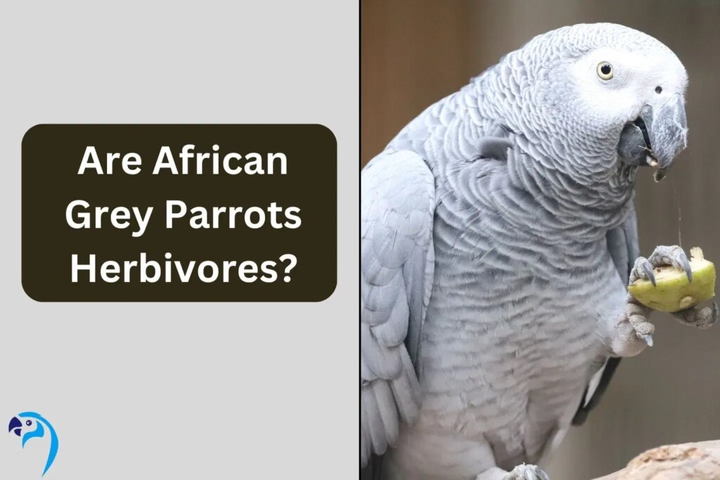 Are African Grey Parrots Herbivores? Clearing Misconceptions About Their Diet