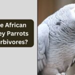 Are African Grey Parrots Herbivores? Clearing Misconceptions About Their Diet