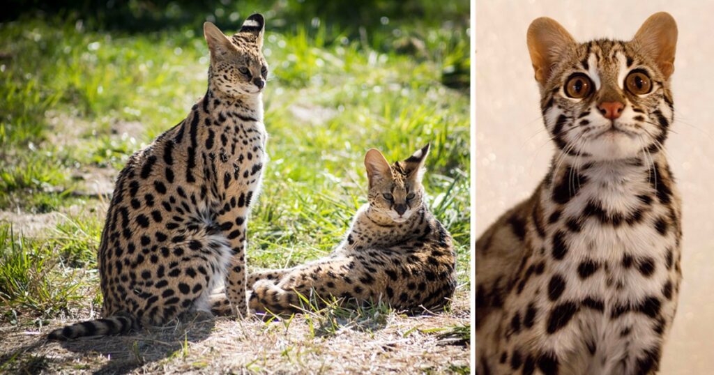Asian Leopard Cats Find Safe Home and New Friends at The Wildcat Sanctuary