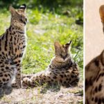 Asian Leopard Cats Find Safe Home and New Friends at The Wildcat Sanctuary