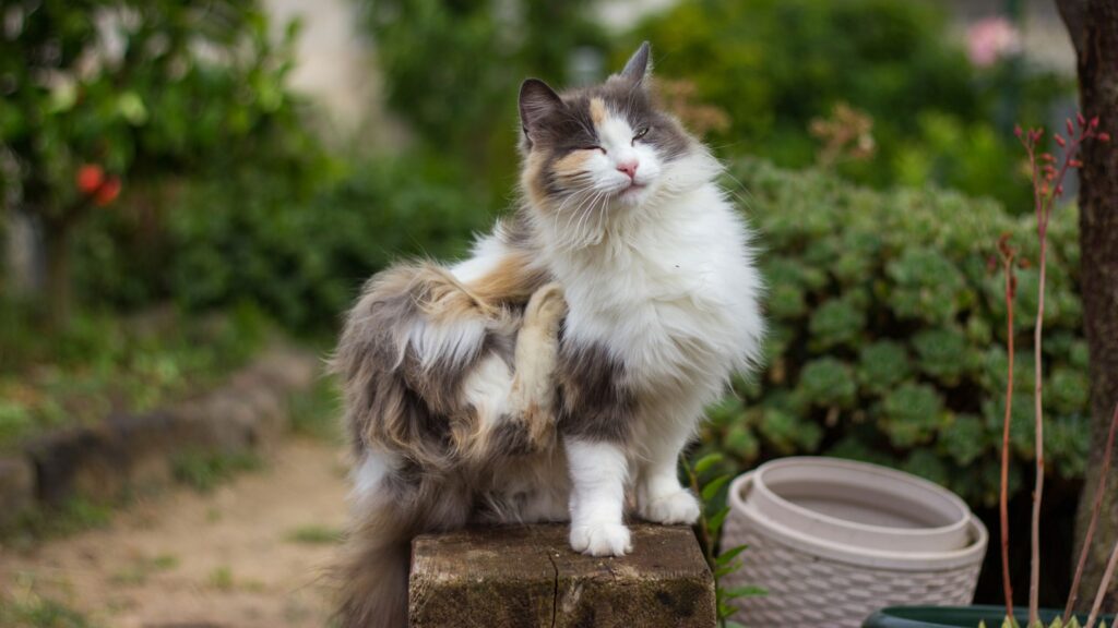 Can cat fleas live on humans? A vet debunks the myths