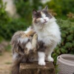 Can cat fleas live on humans? A vet debunks the myths
