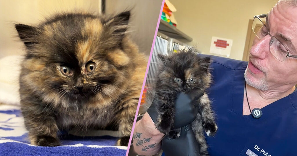 Vet Shocked By Tortie Kitten Who’s Puffed Up Like a Balloon!