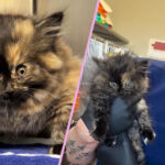 Vet Shocked By Tortie Kitten Who’s Puffed Up Like a Balloon!